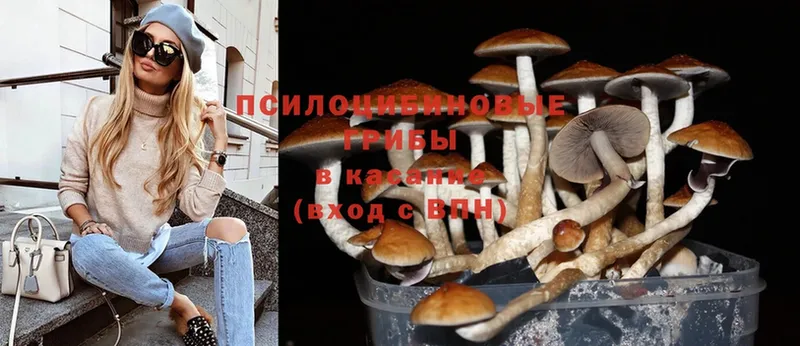 Псилоцибиновые грибы Psilocybe  купить закладку  Ковдор 